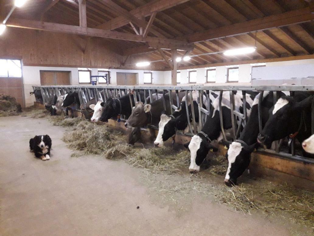 Gasserhof Chalets Meltina Zewnętrze zdjęcie